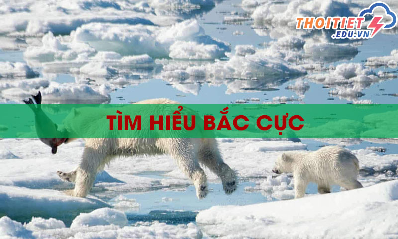 Bắc cực là gì