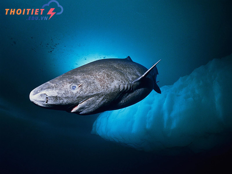 cá mập Greenland