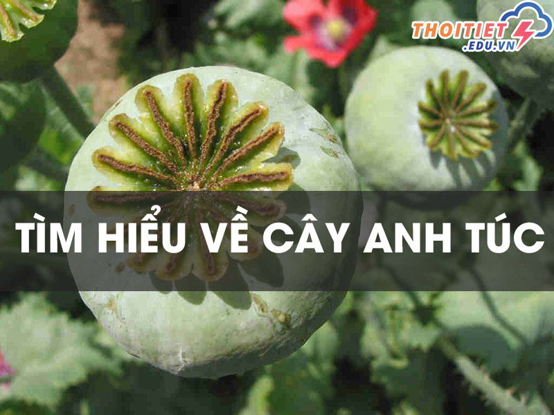cây anh túc có mấy loại