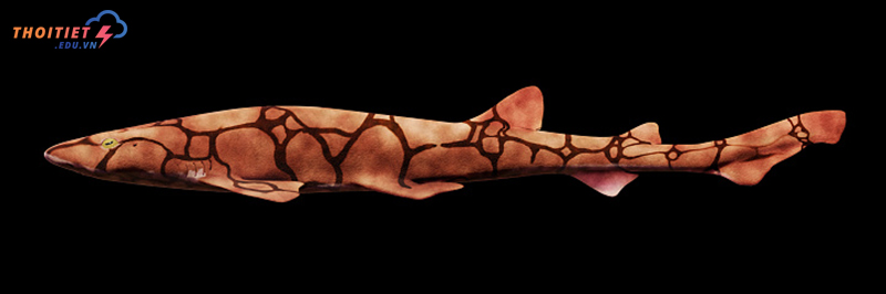 Chuỗi Catshark