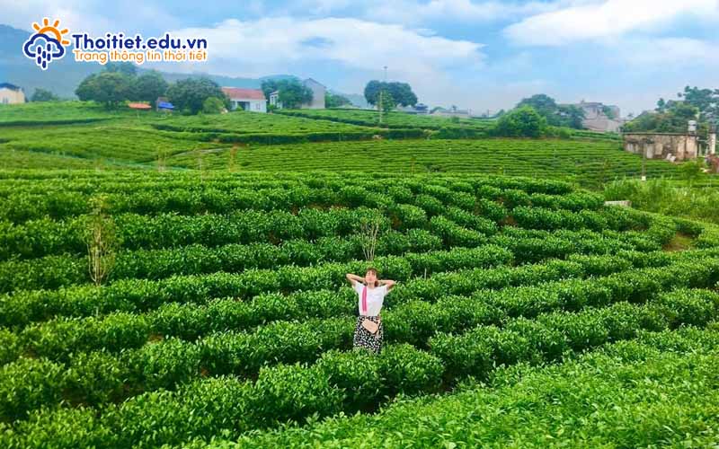 Đồi chè Tân Cương
