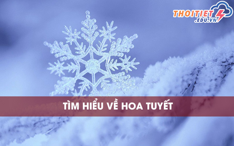 Hoa tuyết