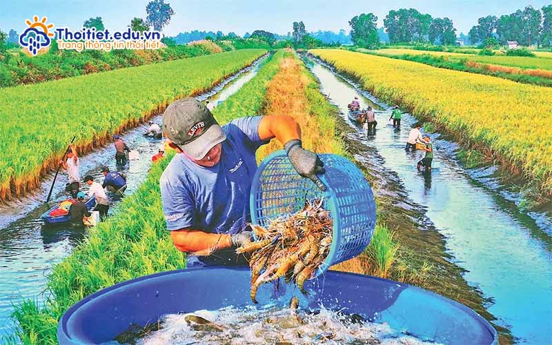 Ảnh hưởng của khí hậu Cà Mau đến nông nghiệp