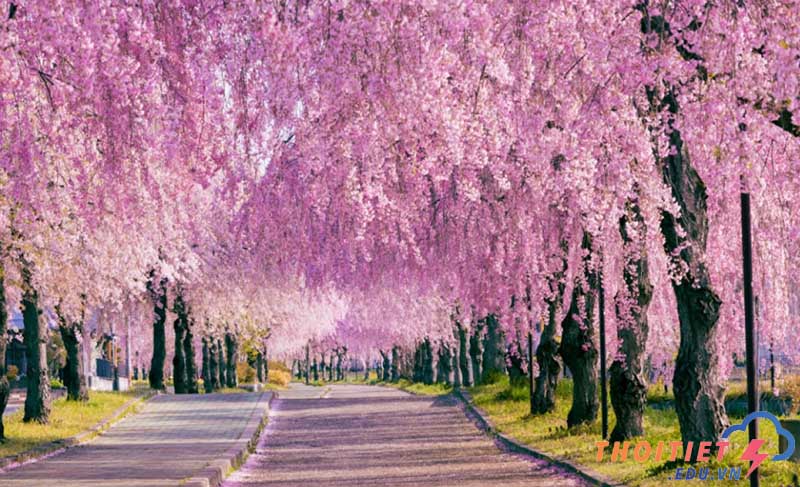 Khí hậu Nhật Bản vào mùa xuân hoa anh đào