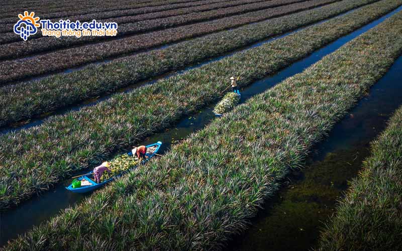 Độ ẩm của khí hậu Tiền Giang