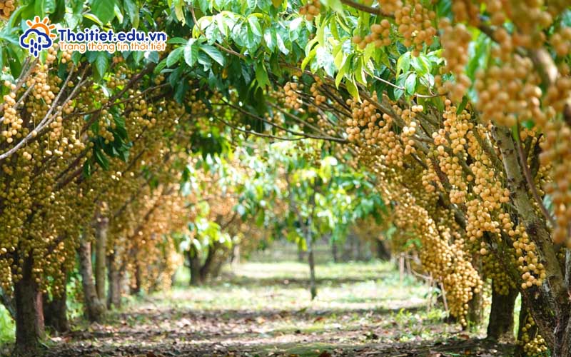 Nhiệt độ của khí hậu Tiền Giang