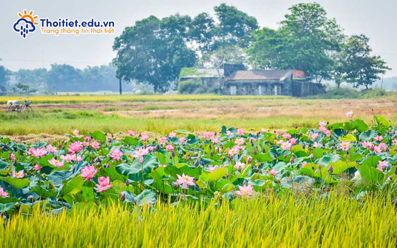 Mùa thu tại Nam Định