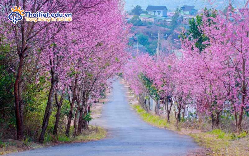 Mùa xuân tại Nam Định
