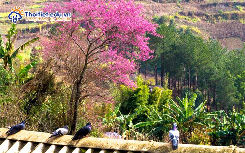 Thời tiết Tuyên Quang mùa xuân