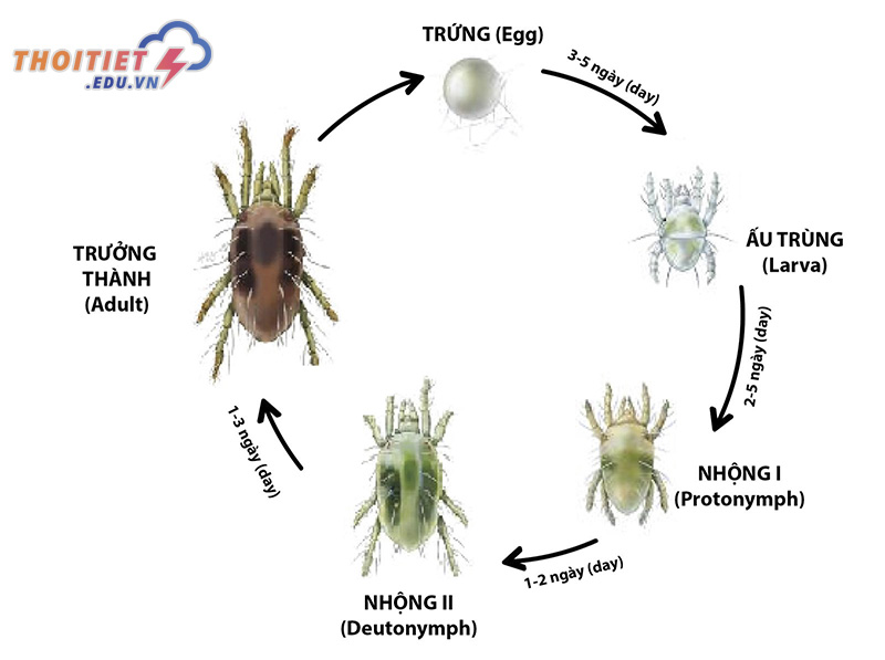 Nhện đỏ