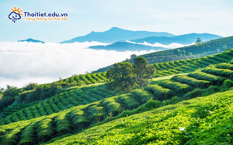 Khí hậu Lâm Đồng ảnh hưởng đến nhiệt độ