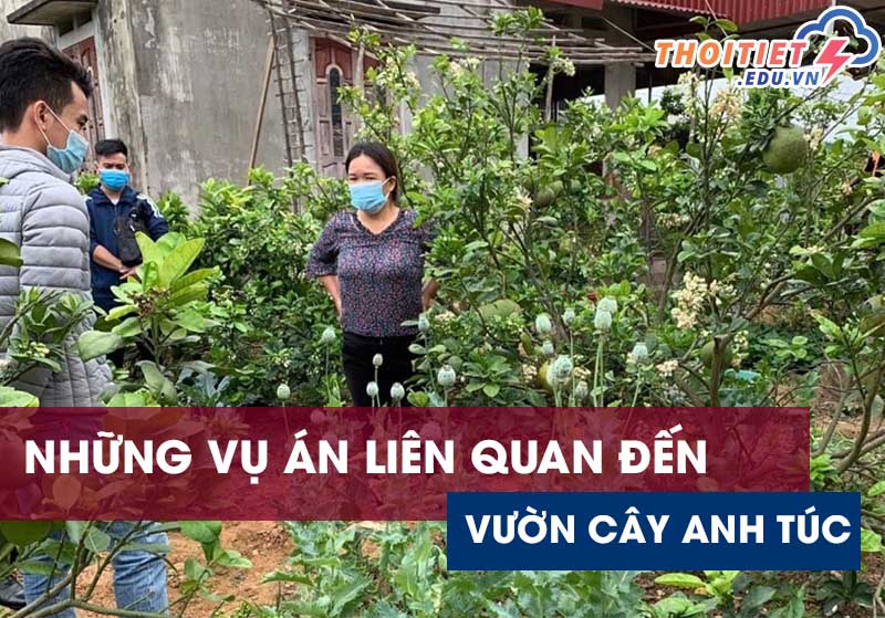 cây túc