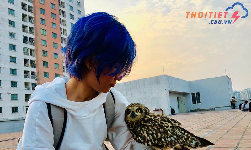 Rất khó để huấn luyện cú mèo thành thú cưng