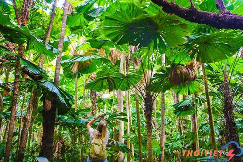 rừng cây nhiệt đới