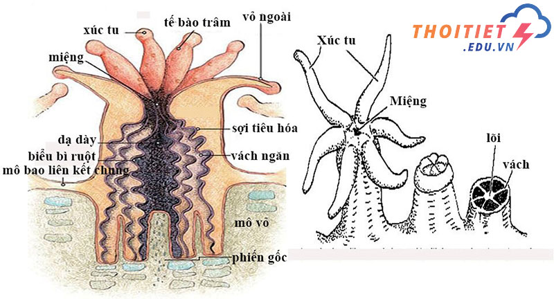 San hô là thực vật hay động vật?