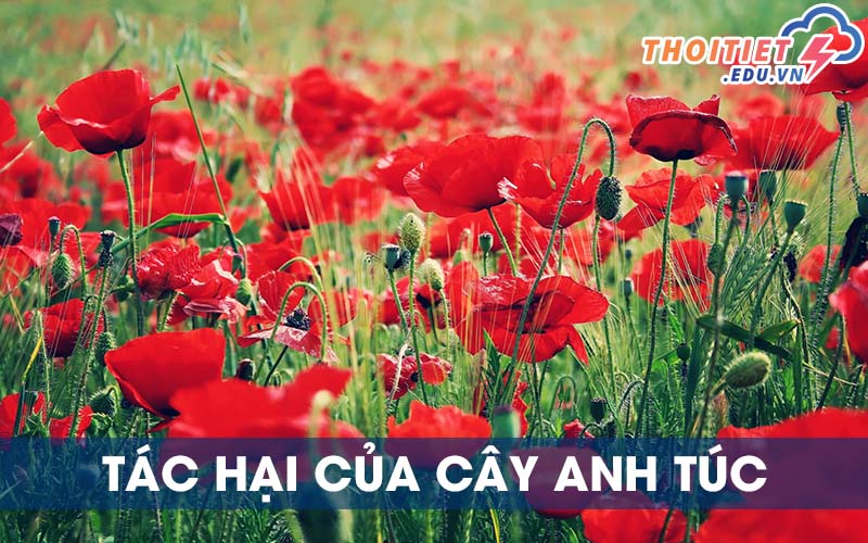 hoa poppy có bị cấm không