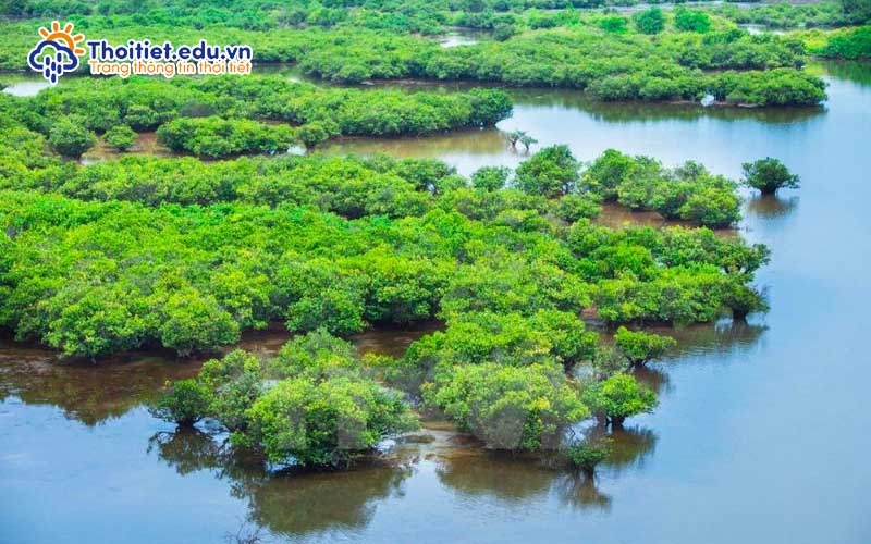 Tài nguyên rừng tại Nam Định