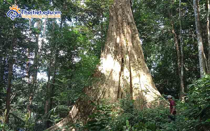 Tài nguyên rừng Kon Tum