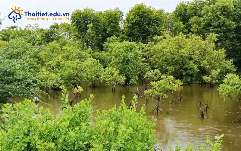 Tài nguyên rừng Trà Vinh