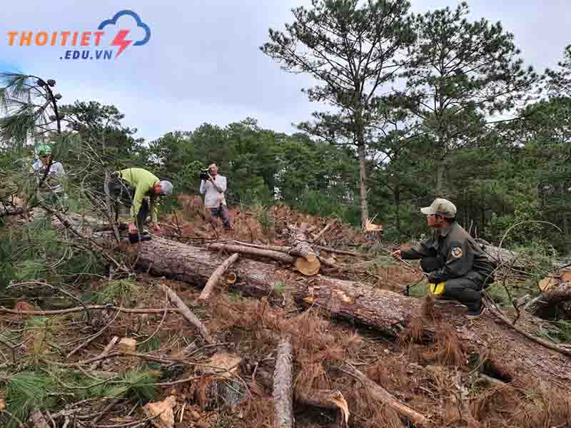 Thực trạng tài nguyên thiên nhiên nước ta hiện tại