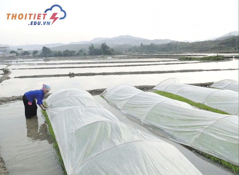 Vậy rét đậm rét hại, cái nào nguy hiểm hơn?