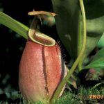Cây nắp ấm là gì? Cách cây nắp ấm bắt côn trùng