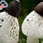 Nấm báo mưa là nấm gì? Có ăn được không?