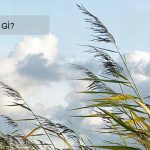 Gió địa phương là gì? Nguyên nhân sinh ra gió trên Trái Đất.